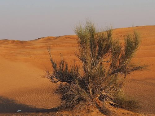bush desert dubai