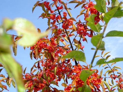 bush nature plants