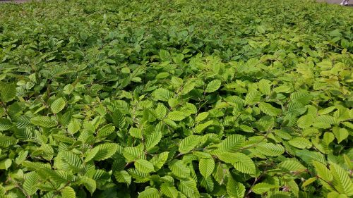 bush texture green leaves