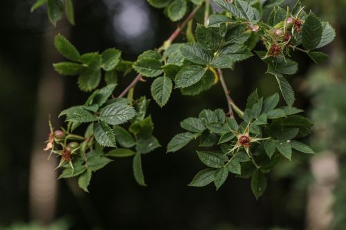 bush plant green