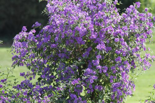 bush flower purple