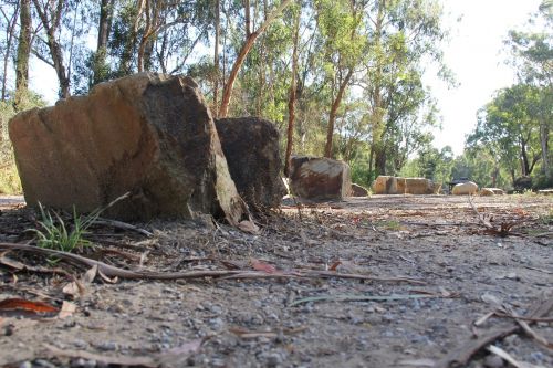 bush walk nature