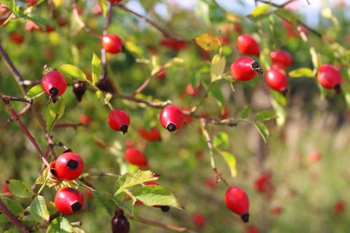 bush wild rose fruit