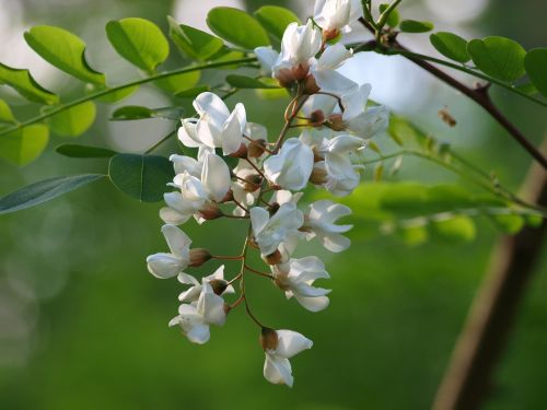 bush blossom bloom