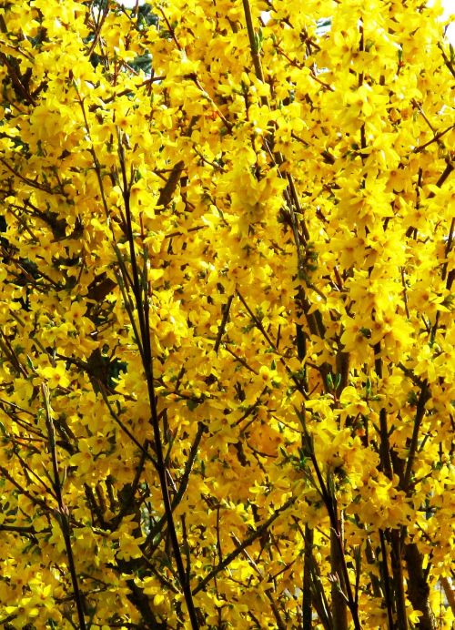 bush forsythia flowers