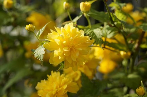 bush ornamental plant bloom