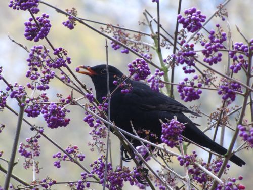 bush bird berries