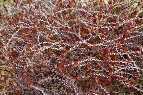 bush  shrub  abstract