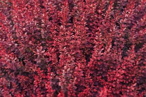 bush  red  leaves