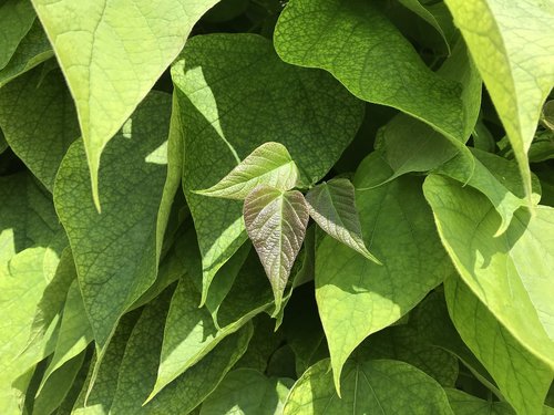 bush  foliage  spring