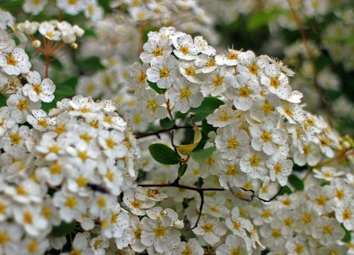 bush spiere blossom