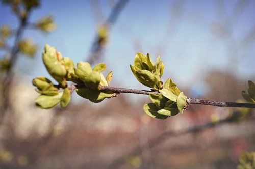 bush  buds  nature