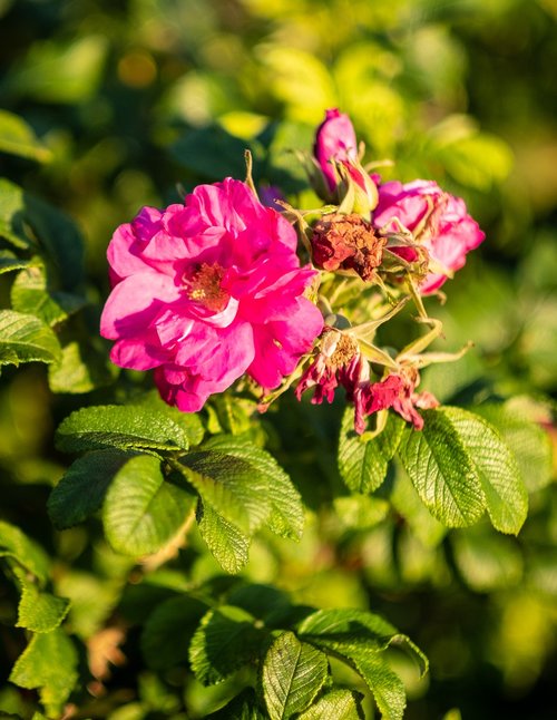 bush  blossom  bloom