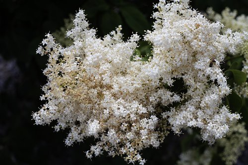 bush  white  flowers