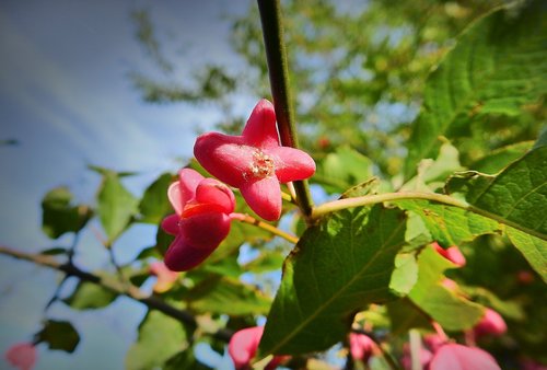 bush  trzmielina  poisonous