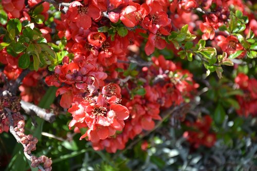 bush  red  flowers