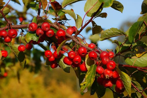 bush  berries  red