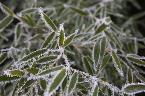 bush  iced  cold