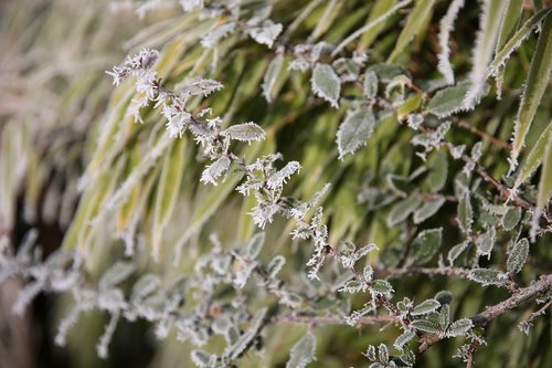 bush  icy  frost