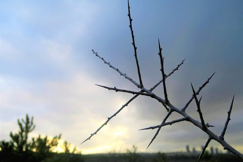 bush  barbed  nature