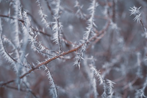 bush  frost  eiskristalle
