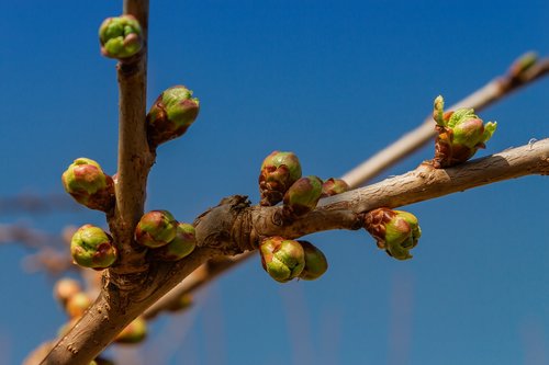 bush  plant  branch