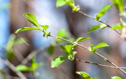 bush  spring  green