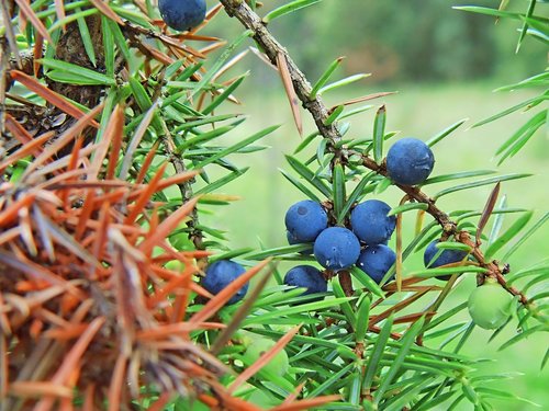 bush  sloes  nature