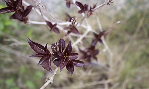 bush  garden  red