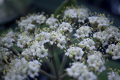 bush  blossom  bloom