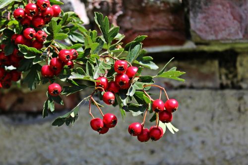 bush berries red
