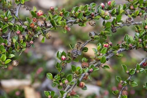 bush  plant  bee