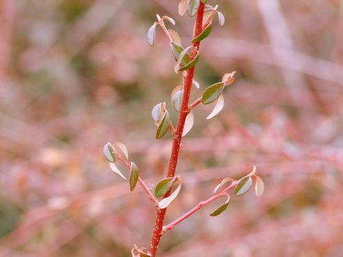 bush nature macro