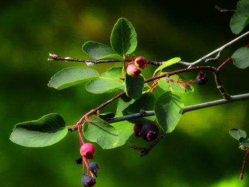 bush berries plants