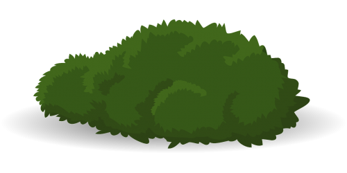 bush green shrub