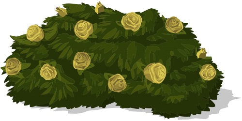 bush roses yellow