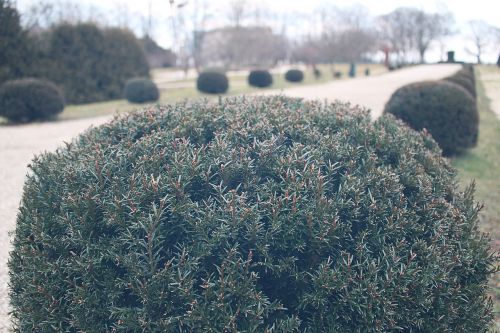 bush park plant