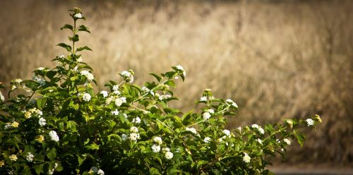 bush flower plant