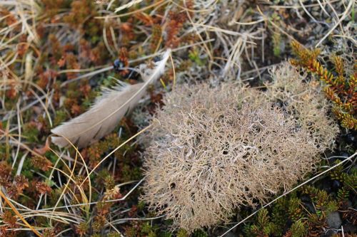 bush weave seaweed