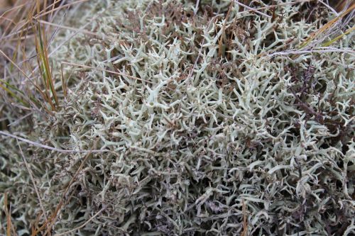 bush weave seaweed