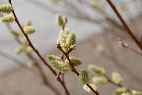 bush blossom bloom