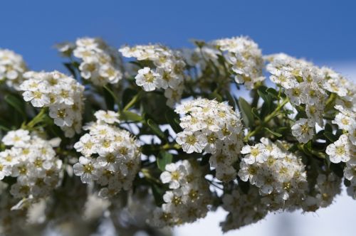 bush ornamental shrub blossom