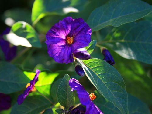 Bush Potato Flower