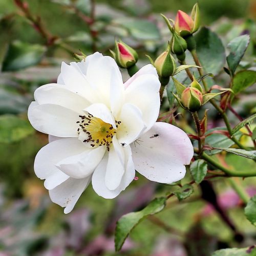 bush rose bud bush