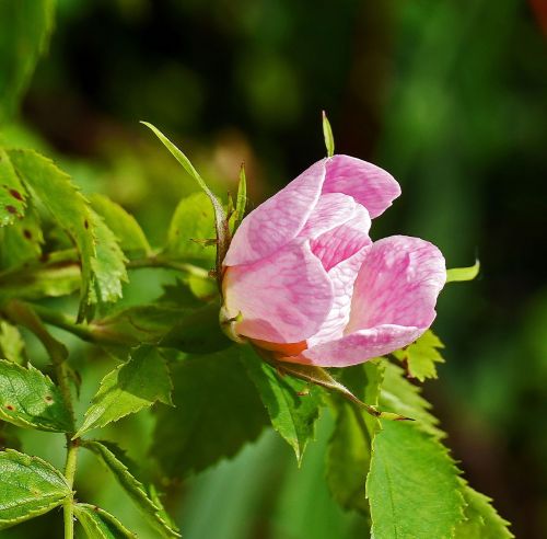 bush rose blossom bloom