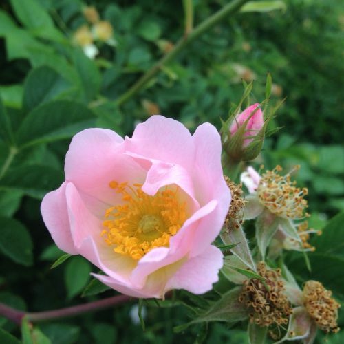 bush rose nature blossom