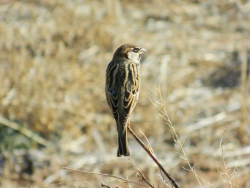 bush sparrow wild free their case