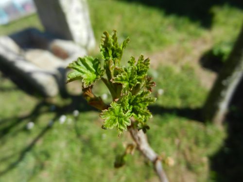 bush sprouts spring macro