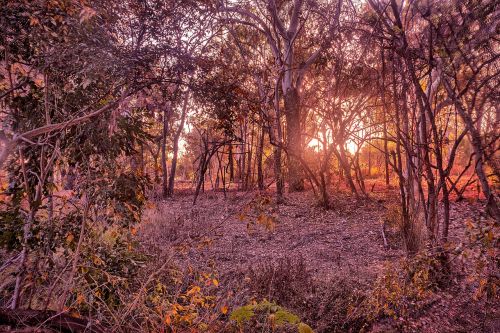 bush sunrise louisa creek australian bushland