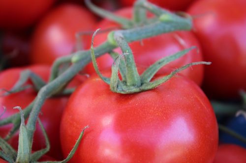 bush tomato tomato red